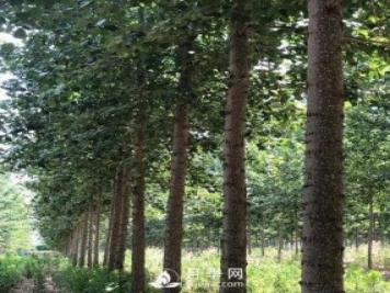 河南周口：培育出不飞絮的杨树新品种
