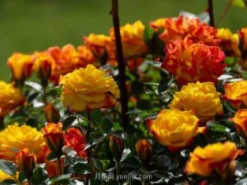 安阳市滑县森林公园月季花开放，赏花打卡正当时