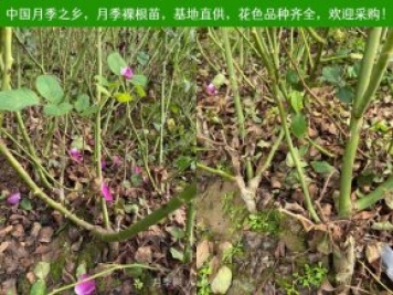 上海龙凤419：月季裸根苗的选购、栽植、肥水、养护技术大全
