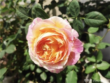 100种玫瑰花的名字，来了解下不同颜色的品种月季