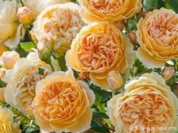 大花香水月季的养护方法，分享10种花香飘满屋