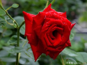 2023年情人节十大玫瑰品种销量榜，卡罗拉位居首位