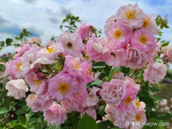 山木香和野蔷薇的辨识区别