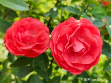 种上木香蔷薇花蛮强爆花，红橙白黄木香你喜欢哪个？