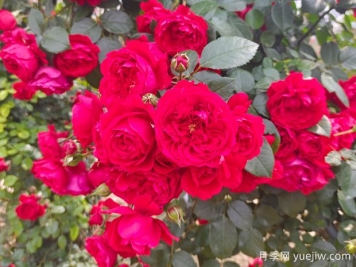 6款红色系的藤本月季品种，适合打造网红花墙