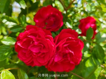 月季红木香爆花机器，花艳丽花量大花期长