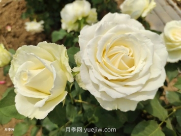 十一朵白玫瑰的花语和寓意