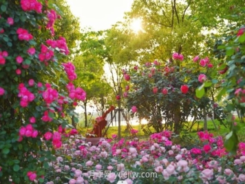 上海前滩休闲公园，月季花海盛景等你赏
