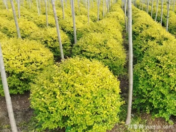 荆门沙洋县十里铺镇4万亩苗木成为致富的绿色产业