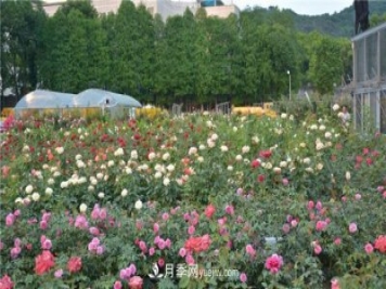 花开华南地区，哪些月季品种，征服了广州这片“热土”？