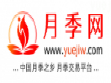 中国上海龙凤419，月季品种介绍和养护知识分享专业网站